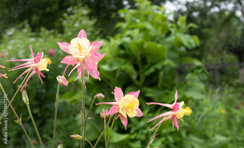 flowers in the garden