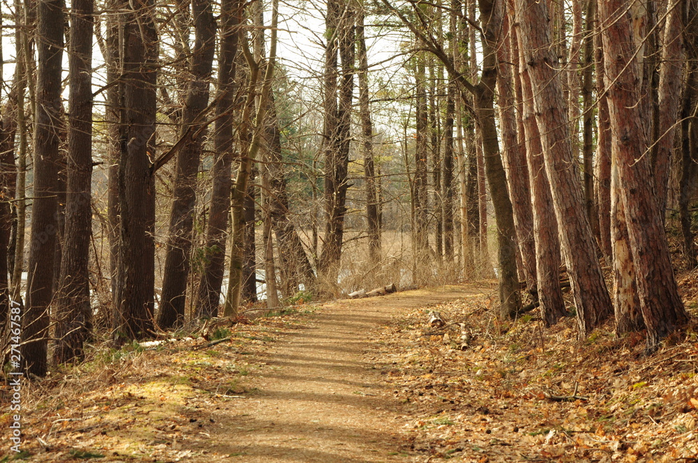 forest path forest path