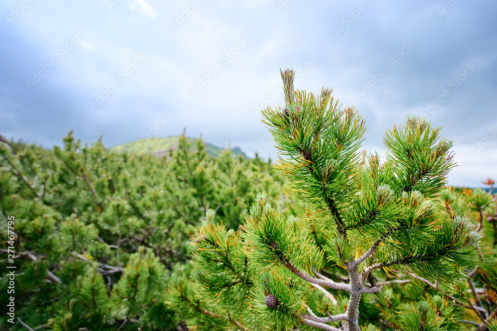 Forrest of green pine trees on mountainside. Forrest of green pine trees on mountainside.