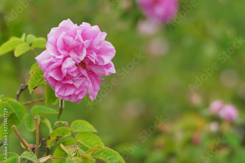 Beautiful Bulgarian Damask Rose
