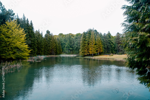  Beautiful forest in a small lake in Opakua  Basque Country  Spain