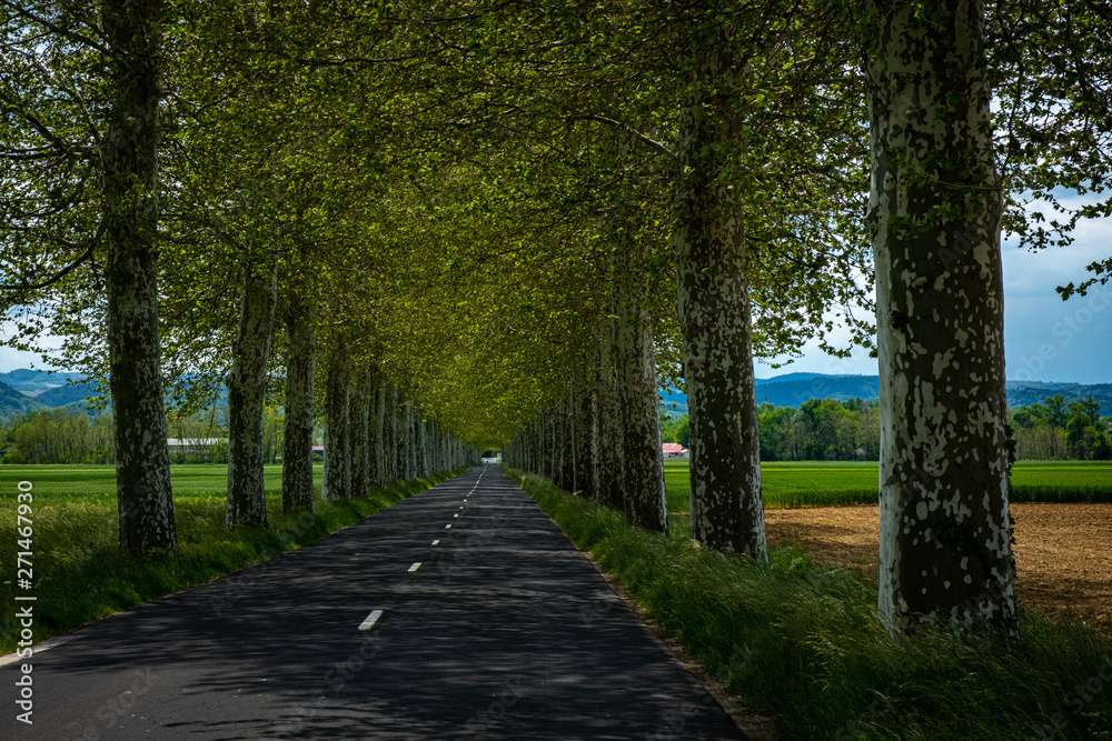 Avenue of trees in Auvergne france
