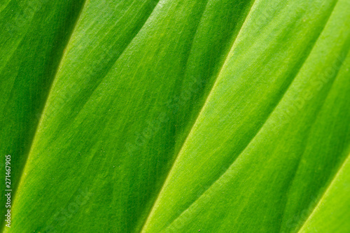 structure of leaf natural background green leave texture