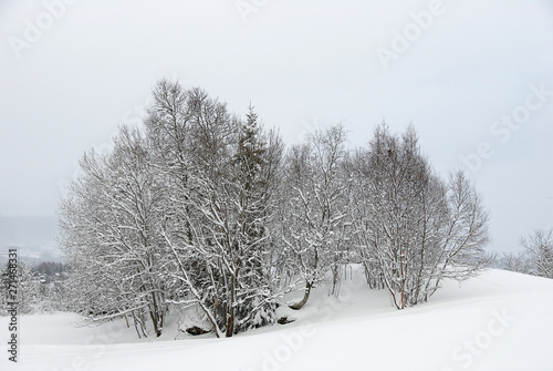winter trees in the snow