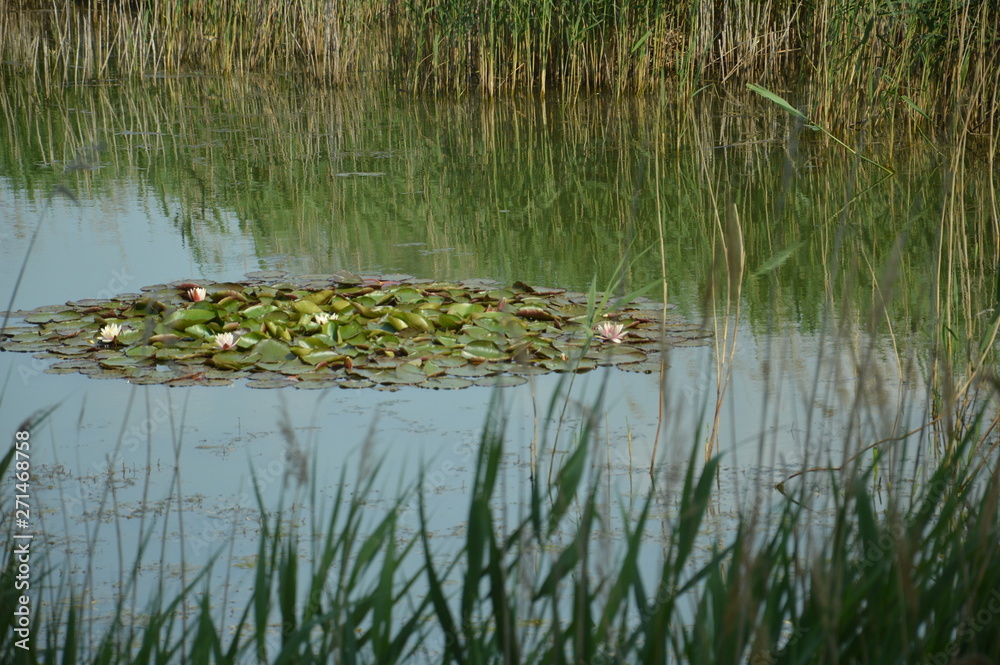 Fototapeta premium Teich mit Seerose