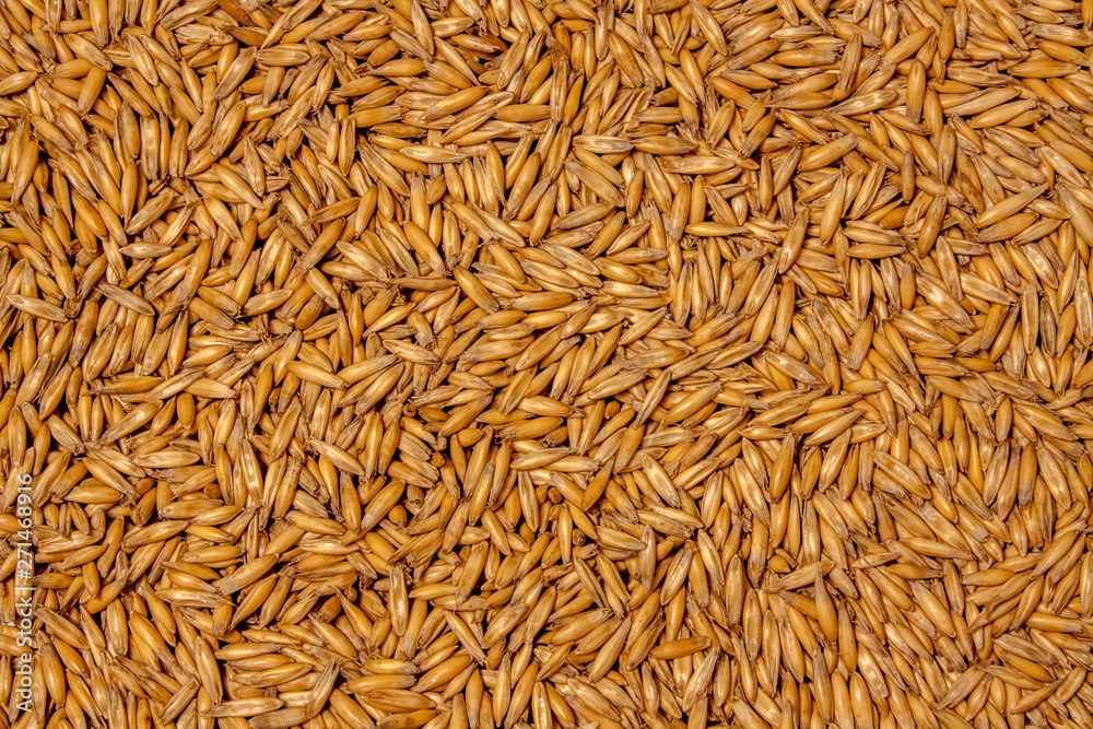 Texture background of grains of oats with focus in the center. Texture background of grains of oats with focus in the center.