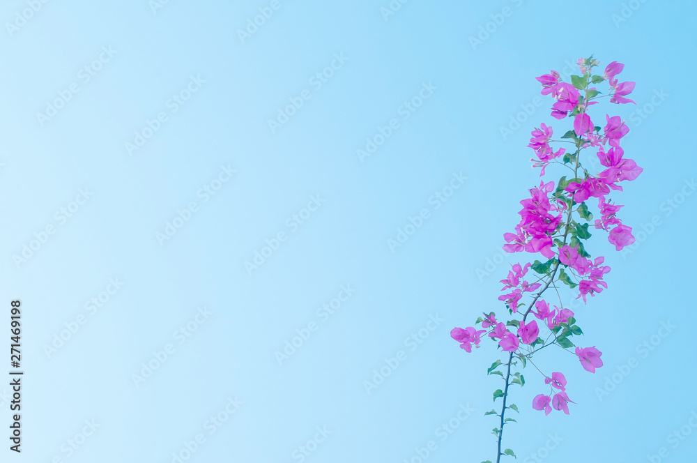 Blooming violet Yellow bell flowers against light blue sky. Blooming violet Yellow bell flowers against light blue sky.