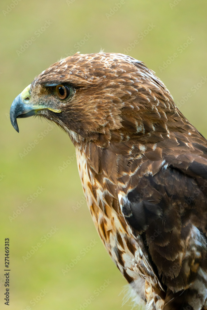 red-tailed hawk or Buteo jamaicensis close-up portrait red-tailed hawk or Buteo jamaicensis close-up portrait