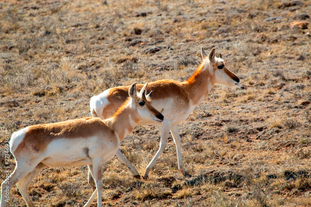 Sweet Herd of Pronghorn Antelope Sweet Herd of Pronghorn Antelope