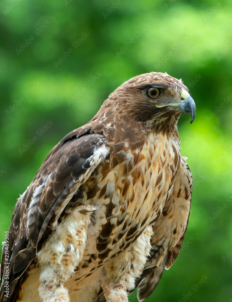 red-tailed hawk or Buteo jamaicensis close-up portrait red-tailed hawk or Buteo jamaicensis close-up portrait