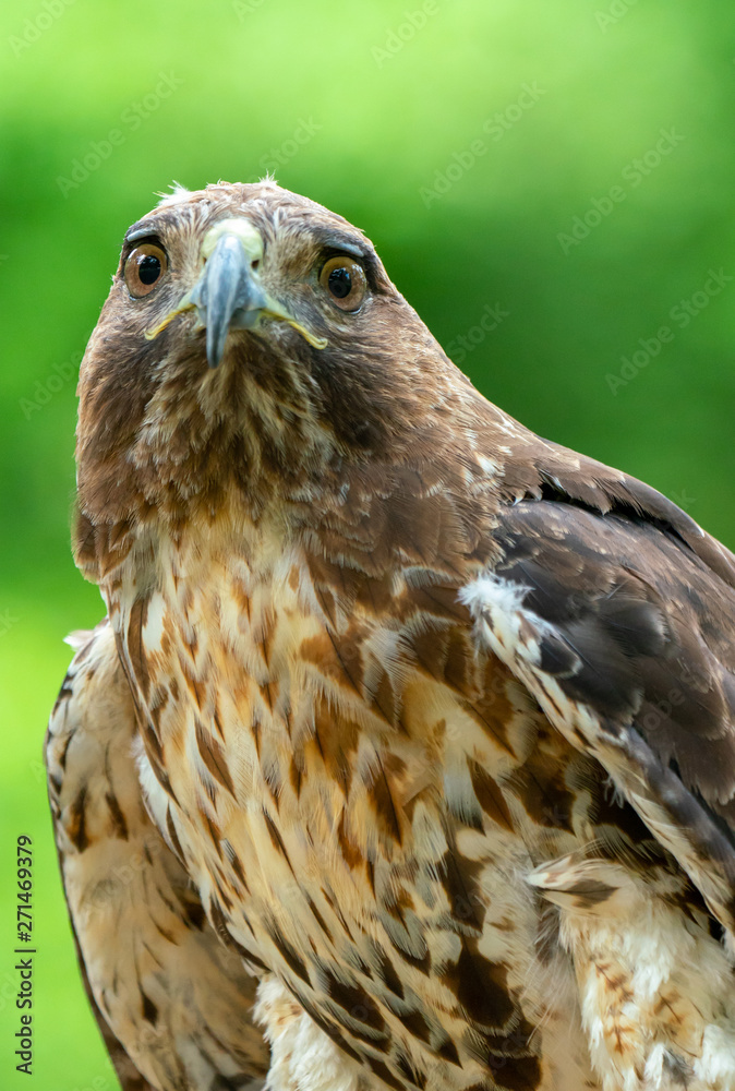 Obraz premium red-tailed hawk or Buteo jamaicensis close-up portrait