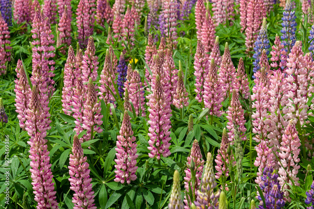Lupinus field with pink purple and blue flowers Lupinus field with pink purple and blue flowers