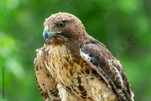 red-tailed hawk or Buteo jamaicensis close-up portrait