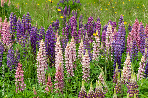 Lupinus field with pink purple and blue flowers