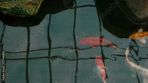 many Koi carp fish are swimming in the pond