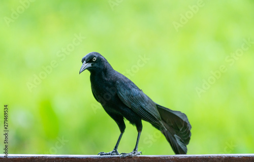 Carib grackle or Greater Antillean blackbird on green