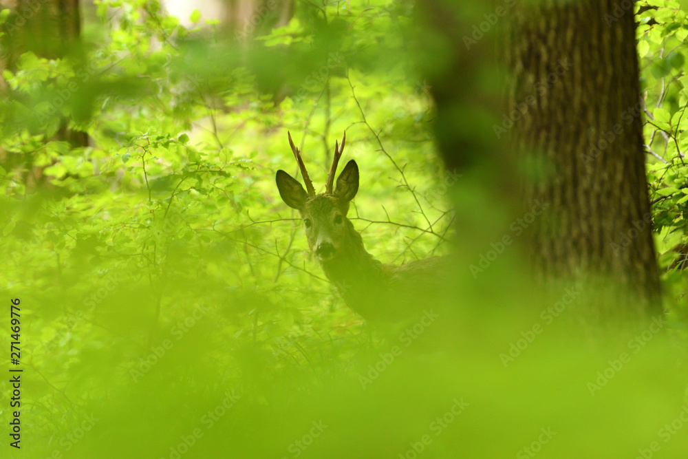Small roe buck with antler to hide in camouflage on grass and forest