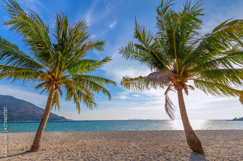 Coconut Palm trees on white sandy beach and  blue sky in south of Thailand