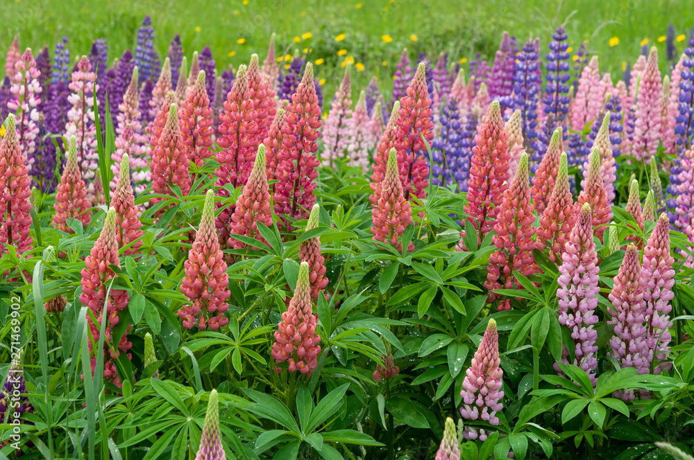 Lupinus field with pink purple and blue flowers Lupinus field with pink purple and blue flowers