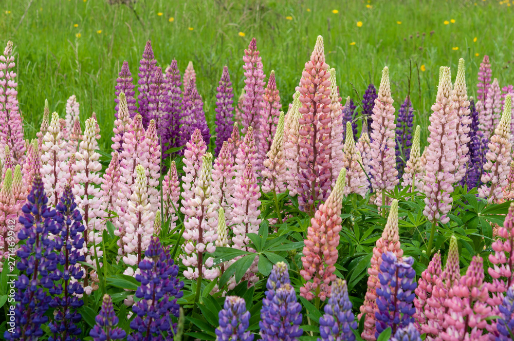 Lupinus field with pink purple and blue flowers Lupinus field with pink purple and blue flowers