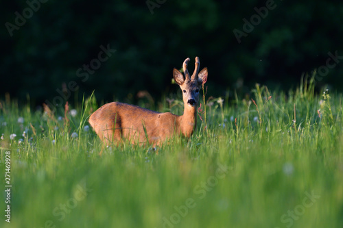 Young roe deer with growing antler grazing grass on the meadow © Pavol Klimek