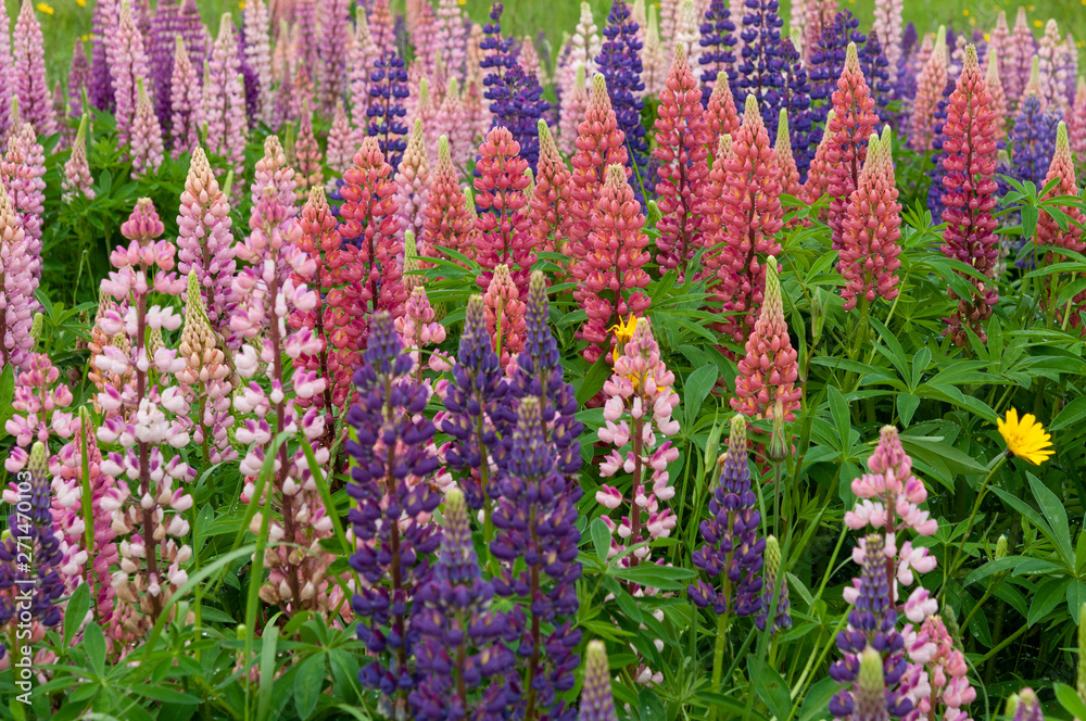 Lupinus field with pink purple and blue flowers Lupinus field with pink purple and blue flowers