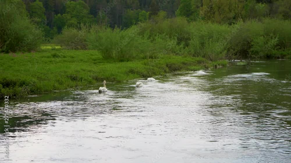 Schwan auf Fluss Lauchert Schwäbische Alb Schwan auf Fluss Lauchert Schwäbische Alb