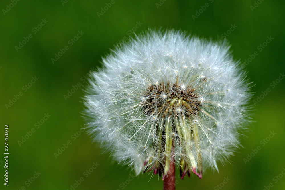 Fototapeta premium White fluffy white dandelion close-up on a green background