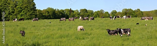 Panoramic view of herd of multi-colored roan cows with their calves grazing in the field