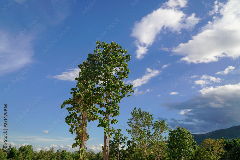 Obraz premium Dipterocarpus tuberculatus Roxb tree in northern Thailand