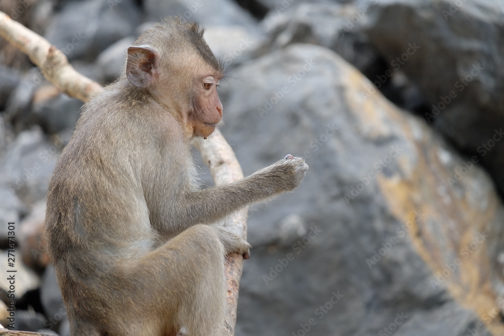 Cute monkey lives in a natural forest of chainat,Thailand Cute monkey lives in a natural forest of chainat,Thailand