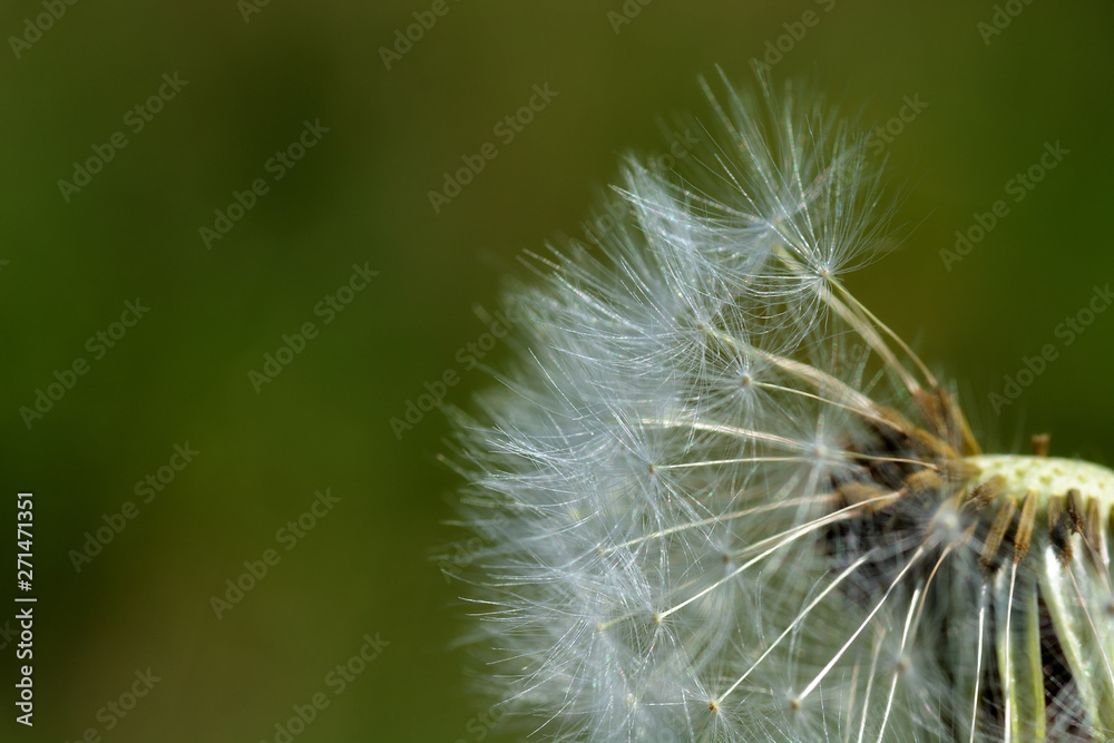 White fluffy dandelion seeds close-up on a green background White fluffy dandelion seeds close-up on a green background