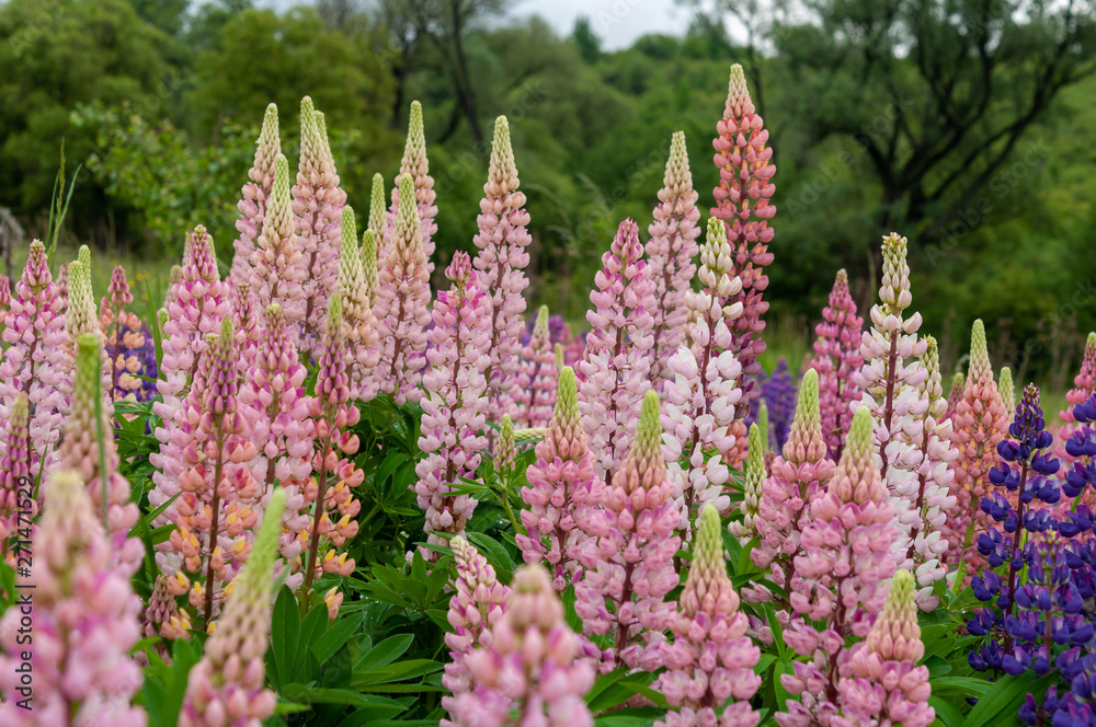Lupinus field with pink purple and blue flowers Lupinus field with pink purple and blue flowers