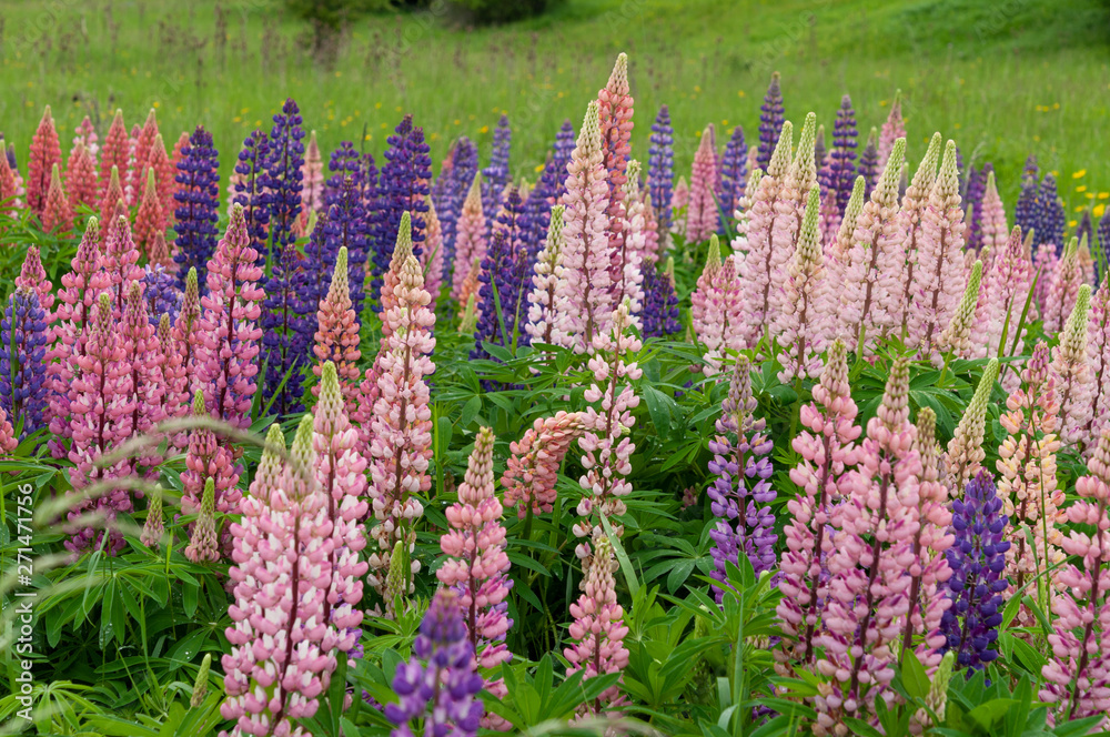 Lupinus field with pink purple and blue flowers Lupinus field with pink purple and blue flowers