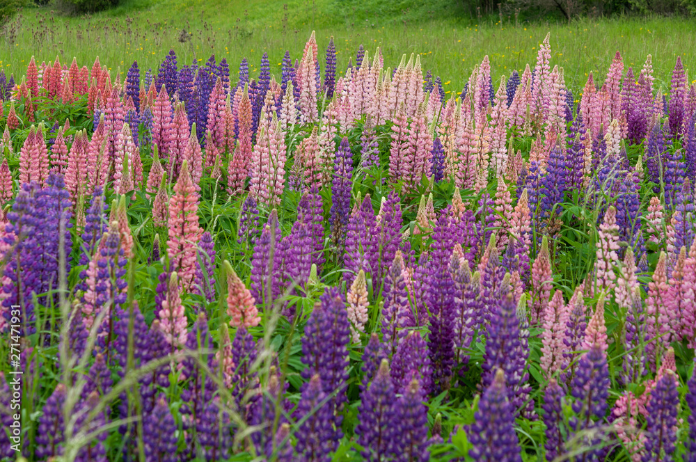 Lupinus field with pink purple and blue flowers