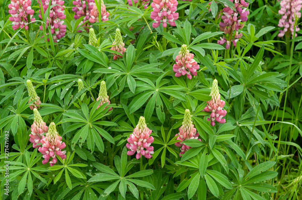 Lupinus field with pink purple and blue flowers Lupinus field with pink purple and blue flowers