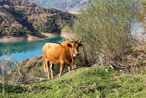 The cows graze by the lake Mornos in the mountains (Central Greece) photo