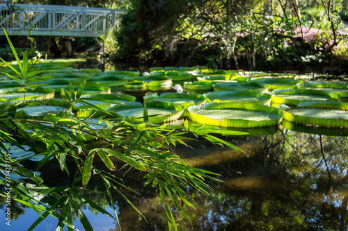 Victoria lily pads