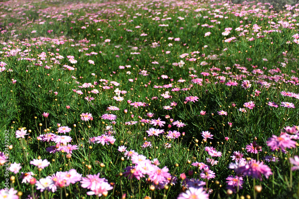 Wild pink flower bush in sunny day Wild pink flower bush in sunny day