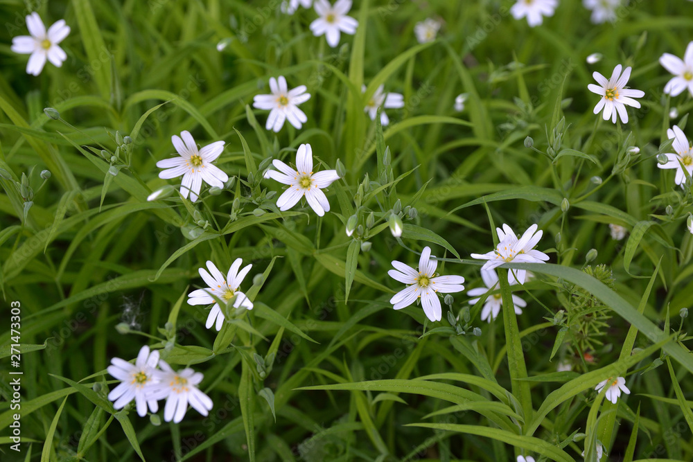 White forest flowers on a background of green leaves on a summer sunny day .Sprocket lanceolate White forest flowers on a background of green leaves on a summer sunny day .Sprocket lanceolate