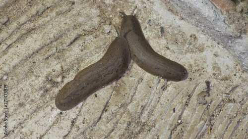 two naked slugs is crawling on the cement ground