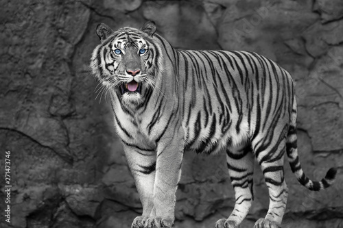 Close up white Tiger.