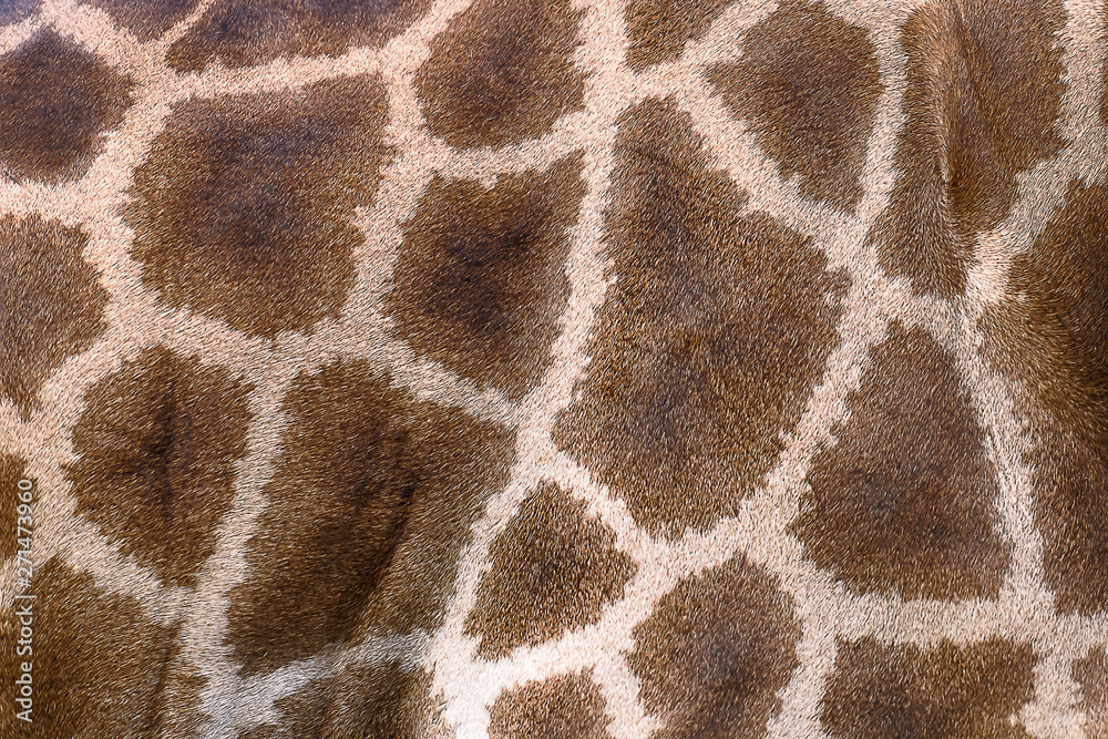 Textured skin of giraffe. Textured skin of giraffe.