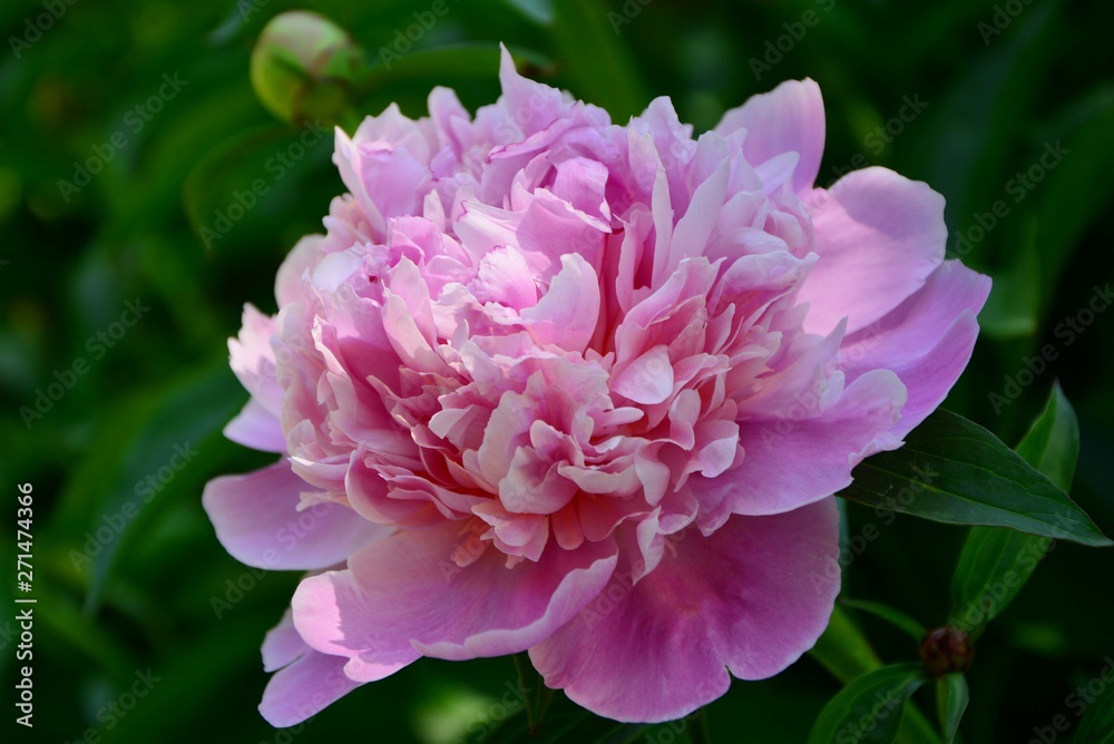 Delicate pink peony in the garden closeup