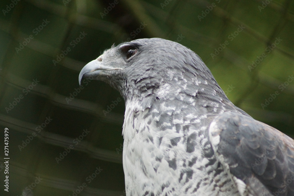 Obraz premium Águila