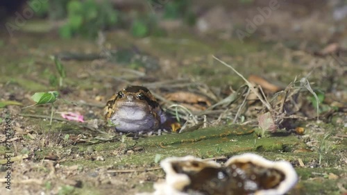 Front view of the Banded bullfrog breathing
