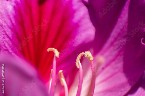 flor rosa, macro