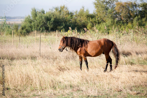 Brown horse with long mane and bridle tied to rope, in open field. With copy space available.