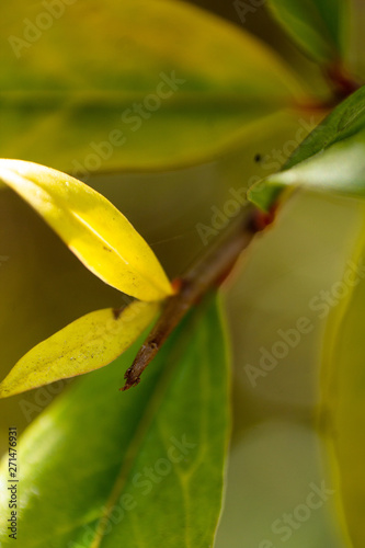 plantas y flores 