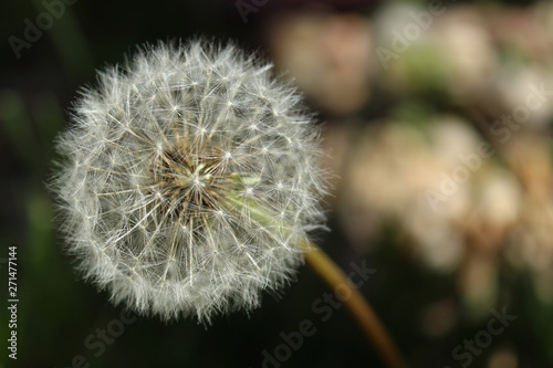 dandelion clock on blurred background